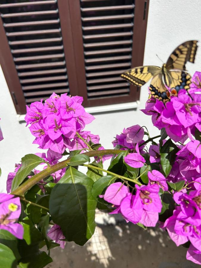 Garden Apartment Dina With Free Parking Σπλιτ Εξωτερικό φωτογραφία